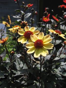 ���t�_���A