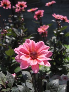 ���t�_���A