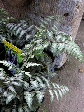 �j�V�L�V�_�@�A���X���Y���b�h