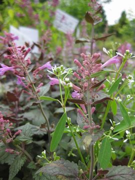 �A�K�X�^�[�V�F