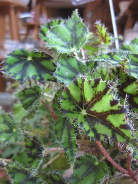 �x�S�j�A�@�N���I�p�g��