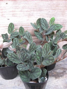 �y���I�j�A