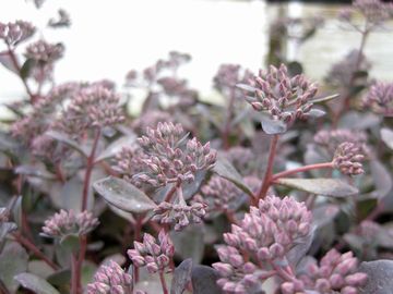 �J���X�o�~�Z�o��