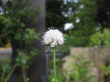 �T�N�V�Z��