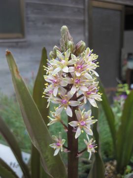 �X�p�[�N�����O���[�W�[