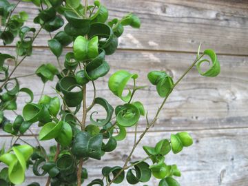 �x���W���~���@�o���b�N