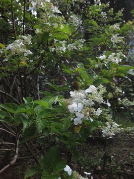 �m���E�c�M