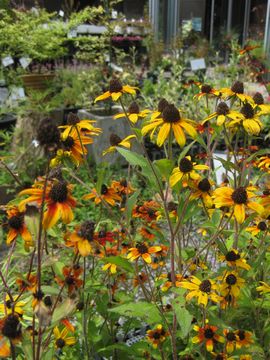 ���h�x�L�A