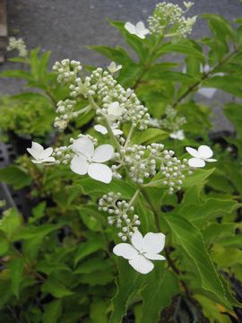 �m���E�c�M