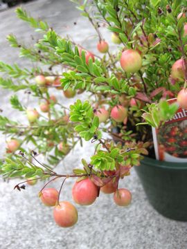 �N�����x���[