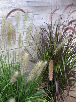 �y�j�Z�^��