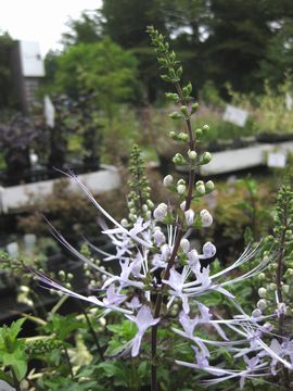 �l�R�m�q�Q