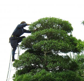 ����@�Έ䂭��