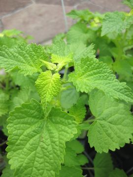 �A�K�X�^�[�V�F�@�S�[���f���W���r���[