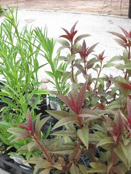 �m�Q�C�g�E