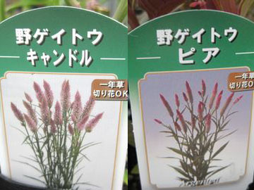 �m�Q�C�g�E