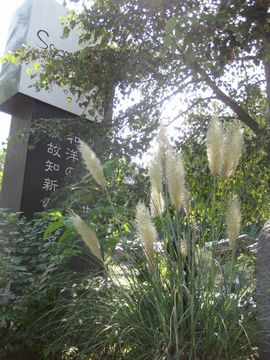 �p���p�X�O���X