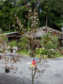 ���m�V���J�o�@���C�����t���X�g