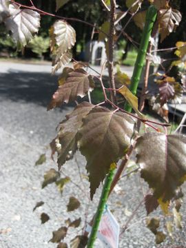 ���m�V���J�o�@���C�����t���X�g