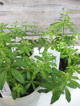 �A�X�y����