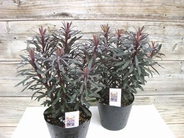 �u���b�N�o�[�h