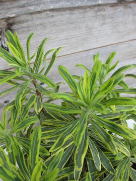 �S�[���f�����C���{�[