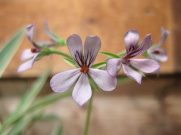 �y�����S�j�E���@�p�[���O���[