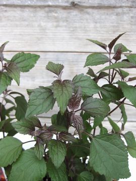 ���[�p�g���E���@�`���R���[�g