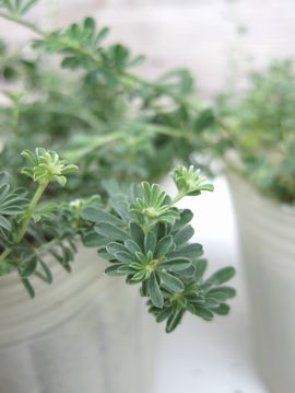 �h���N�j�E��