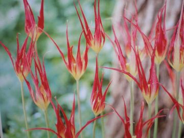 �A�N�~�i�[�^