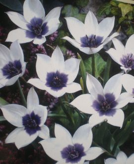 �u���[�A�C