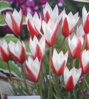 �y�p�[�~���g�X�e�B�b�N