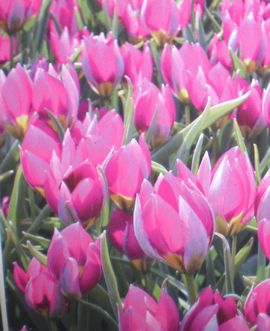 �y���V�A���p�[��