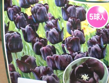 �|�[���V�F���[