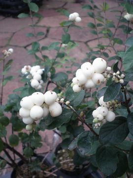 �V���t�H���J���|�X