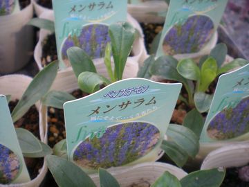 �����T����