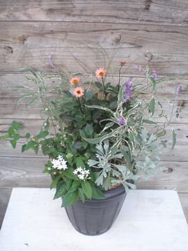 �H�̊񂹐A��