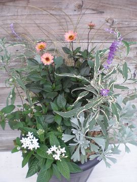 �H�̊񂹐A��