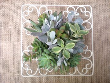 �����@�t���[��