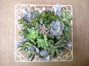 �����@�t���[��