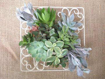 �����@�t���[��