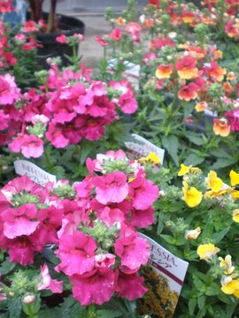 �l���V�A�@�C���v���V�A