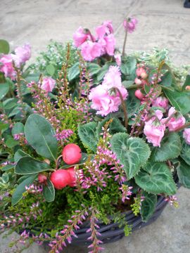 ���[�X�@�񂹐A��