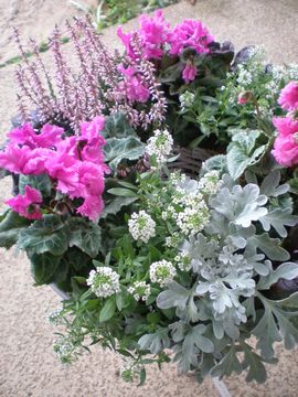 ���[�X�@�񂹐A��