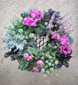 ���[�X�@�񂹐A��