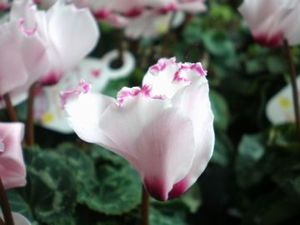 �K�[�f���V�N������