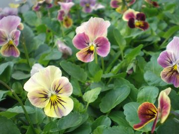 ����݂�����