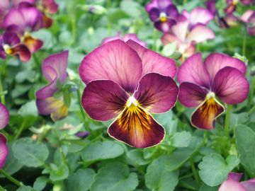 �����߂�����