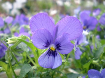 �T�t�@�C���E�B�Y�u���b�`