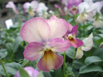 �s���N�A���e�B�[�N